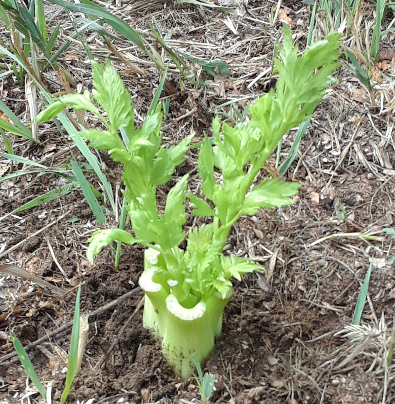 Front-yard Celery Transplant