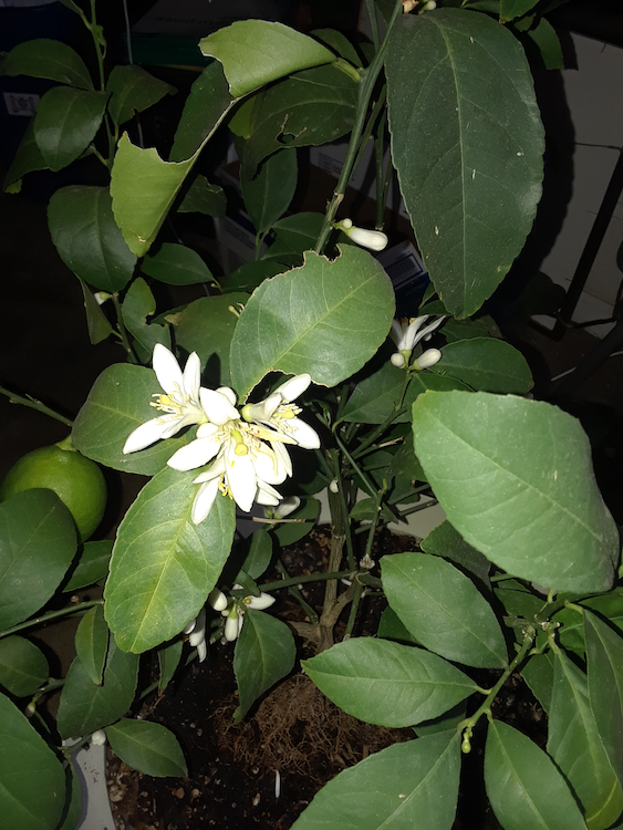 Lemon flowers