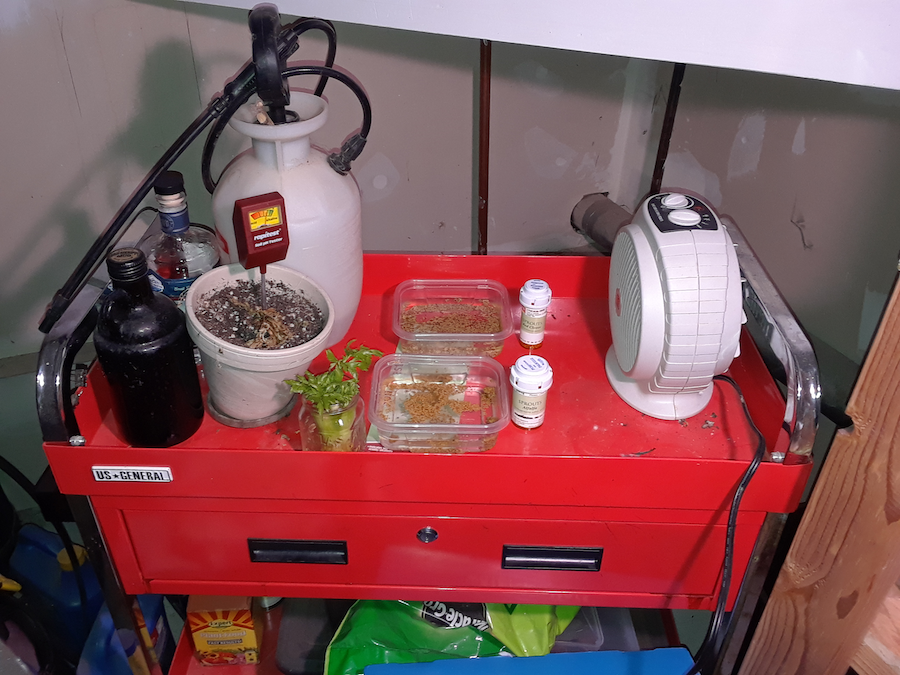 Seeds on overnight soak