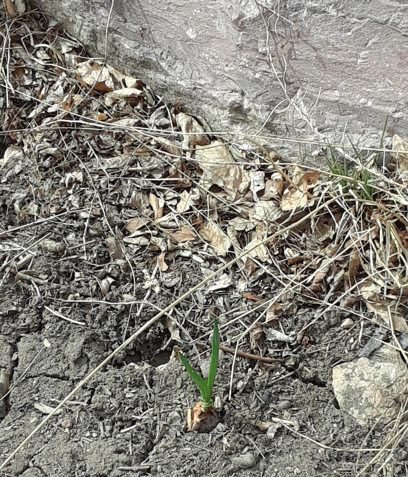 Onion Sprout