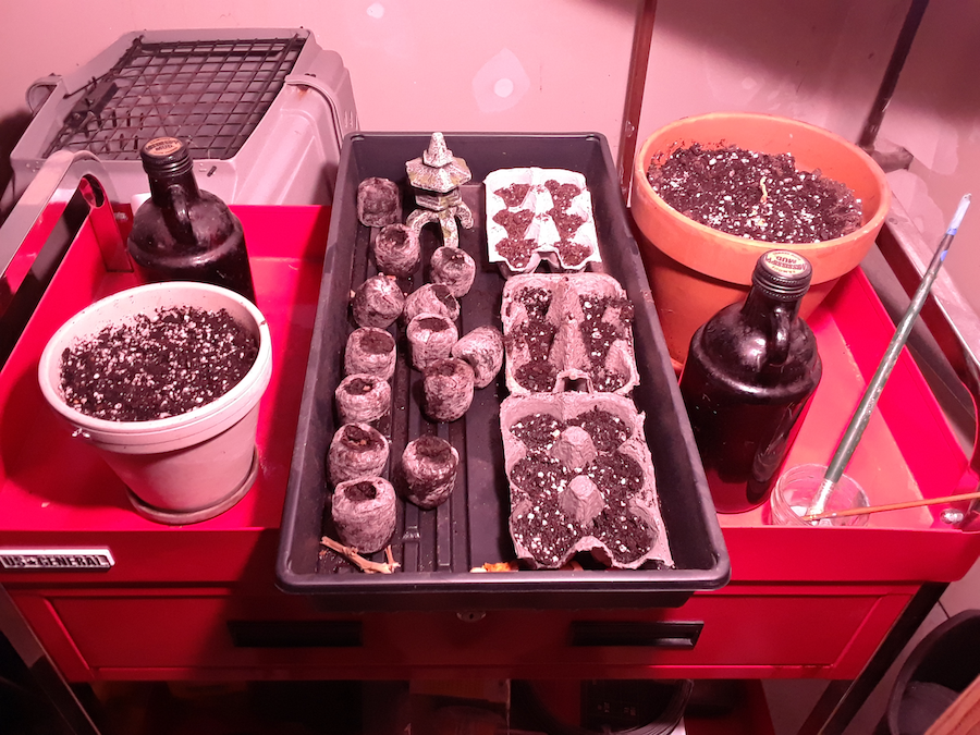 Seed Grow Station