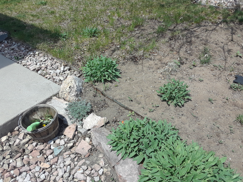 Front-yard Lavender and Sage Bushes