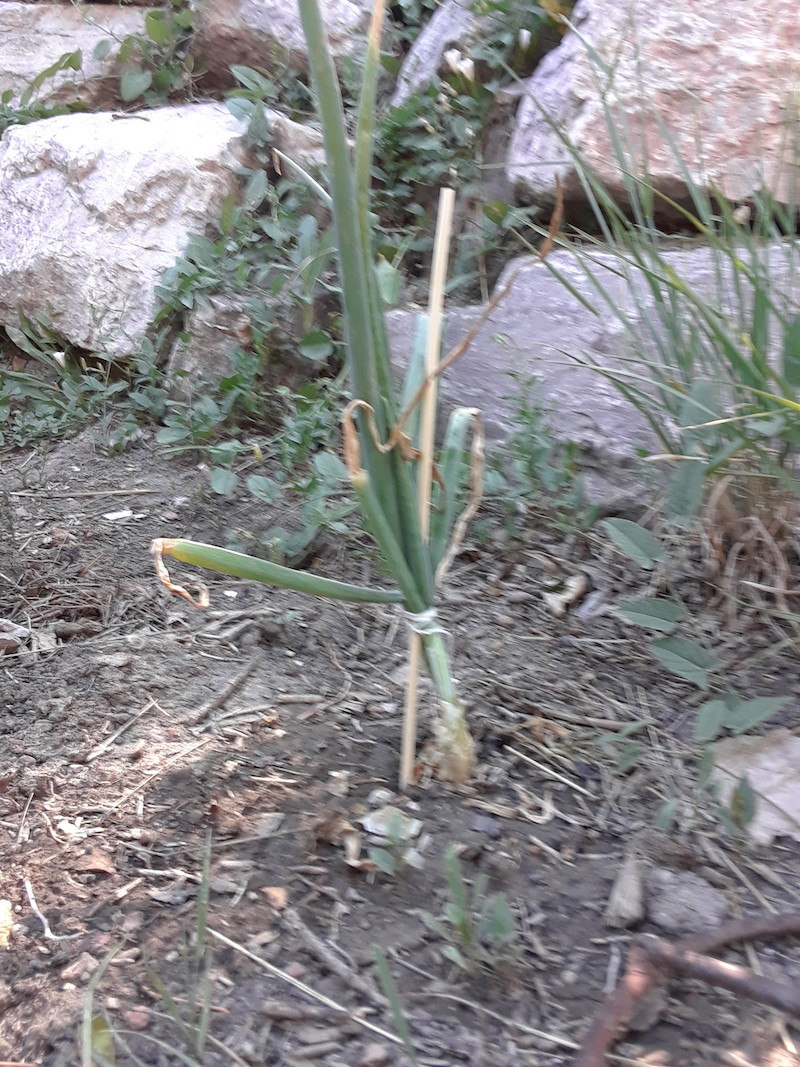 Onion with Bamboo Supports
