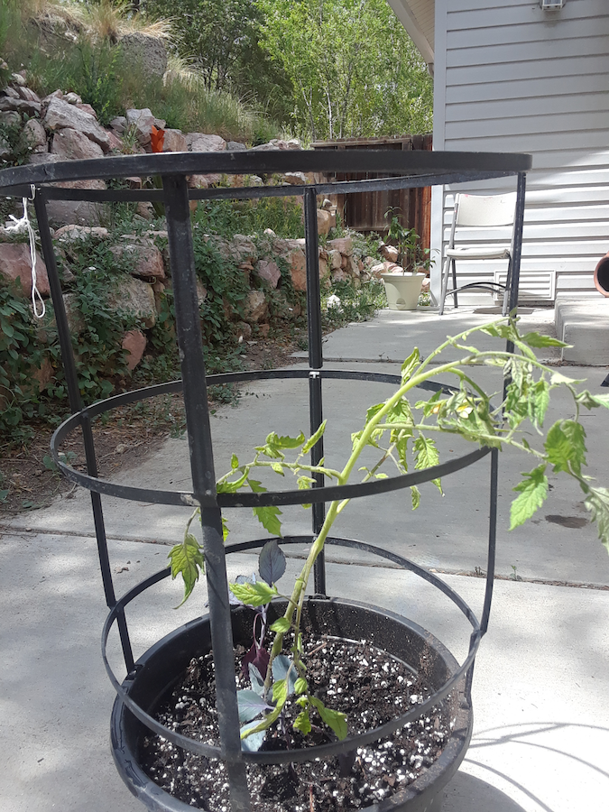 New Tomato and Red Cabbage Container