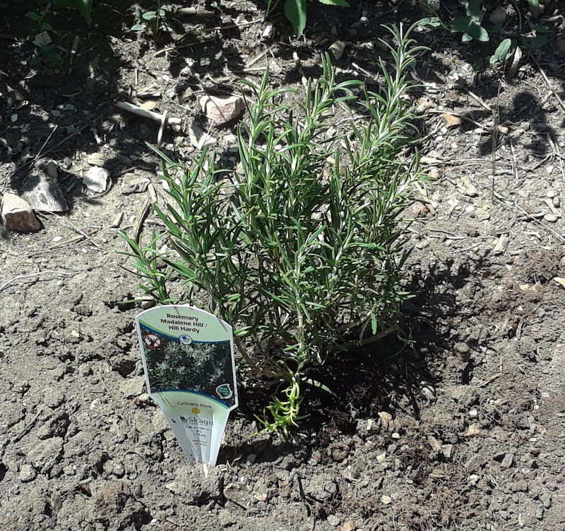 Rosemary Plant