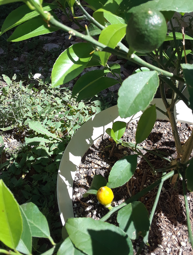 Lemons on the Tree