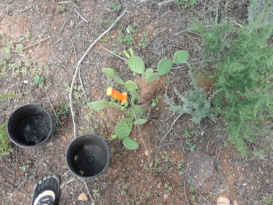 Digging out the prickly pear
