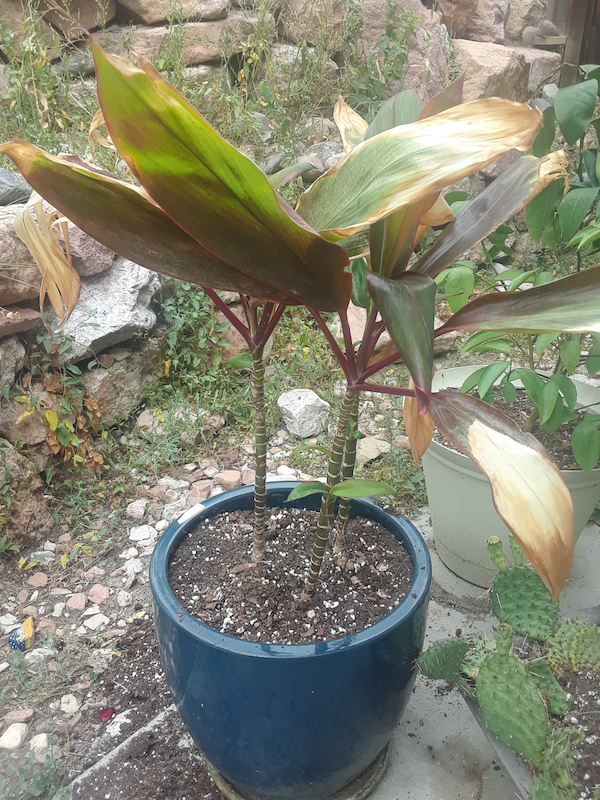 Tree Plant