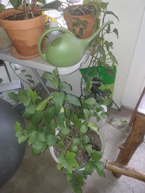 Lemon Tree under House Plant Grow Station