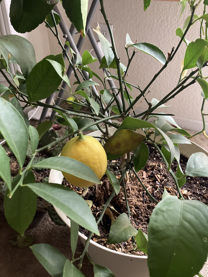 Lemon on the Lemon Tree