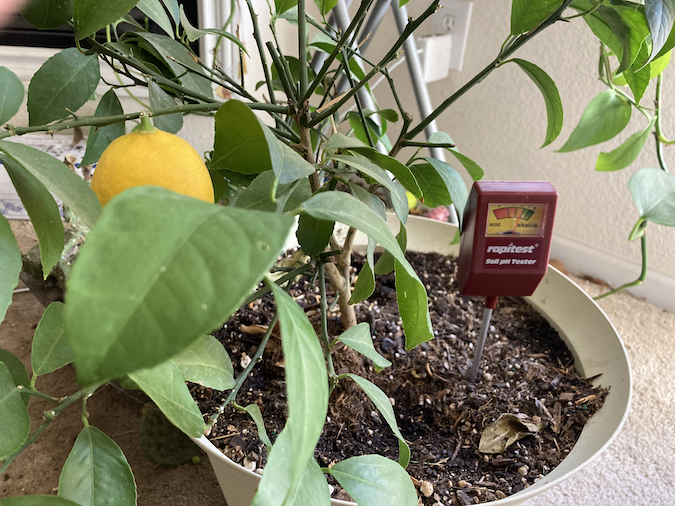 Lemon with pH Sensor
