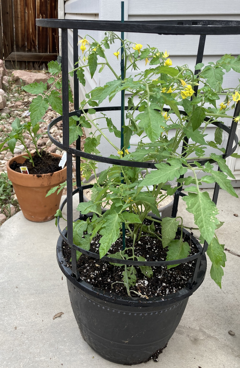 Cherry Tomato and Peppers Containers
