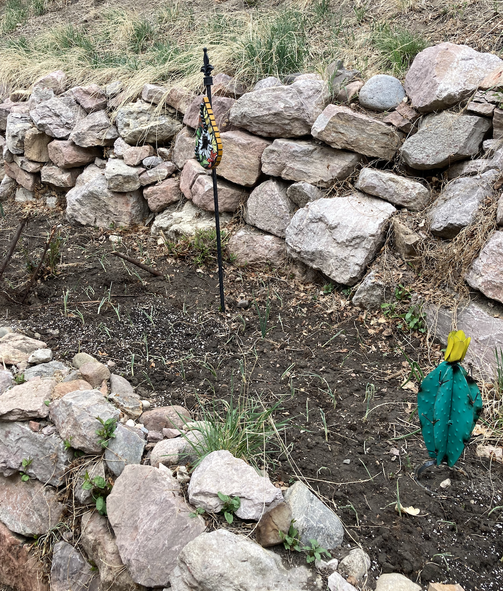 Roses, Art, and new Onion Seedlings