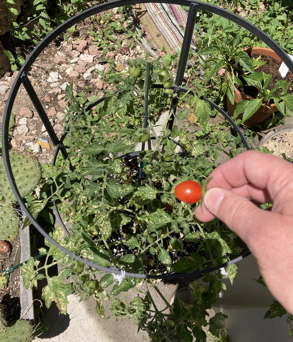 Picking this tomato