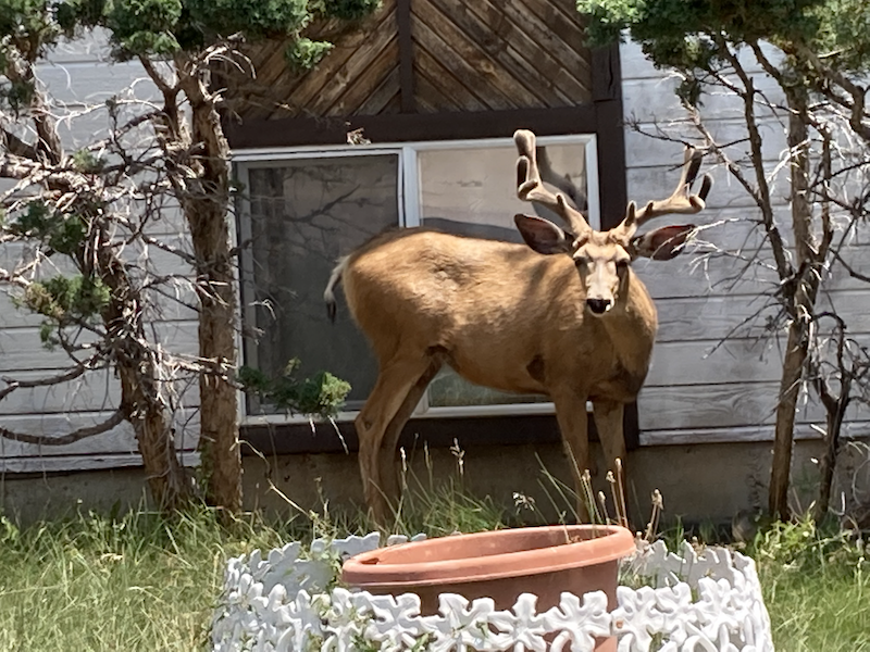 Buck in the Neighborhood