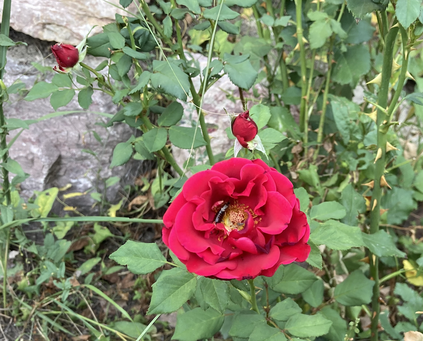 Roses with Insect