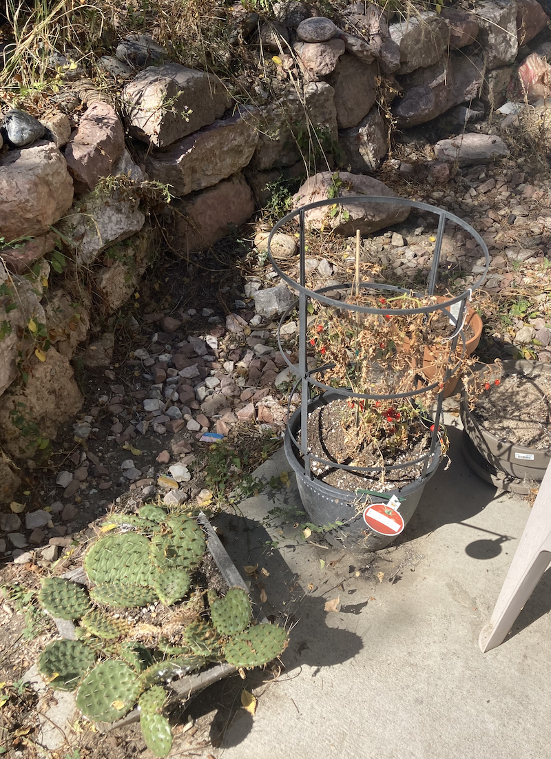 Cactus and Dying Tomatoes