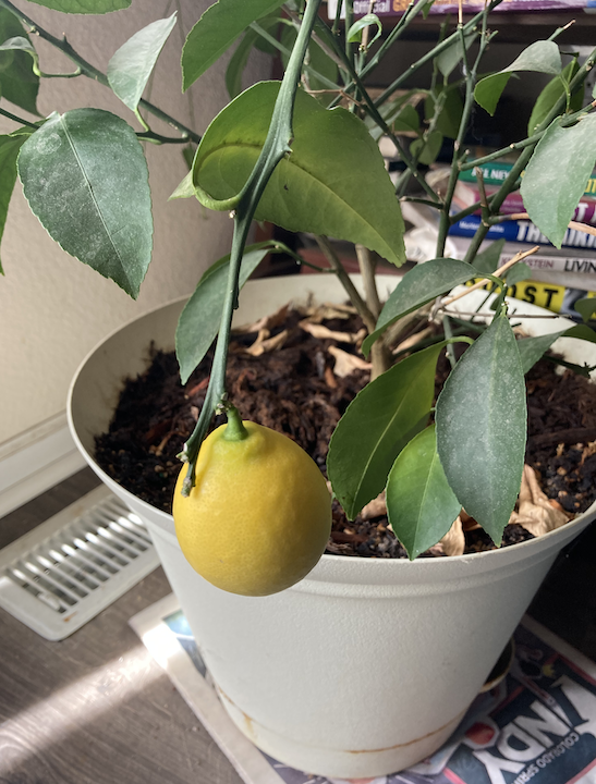 Lemon on the Lemon Shrub