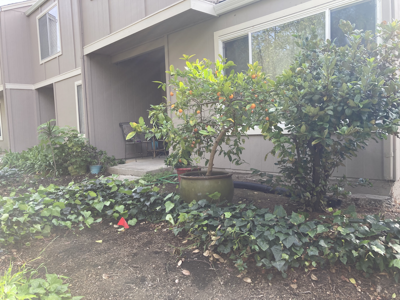 Citrus Hybrid Container Tree