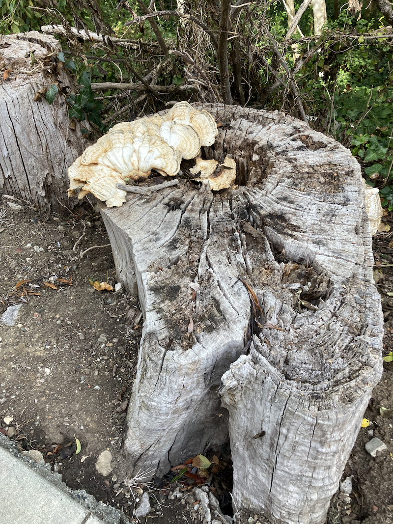 Mushroom on Stump