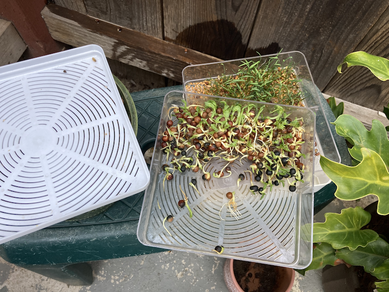 Mung Bean Sprouts