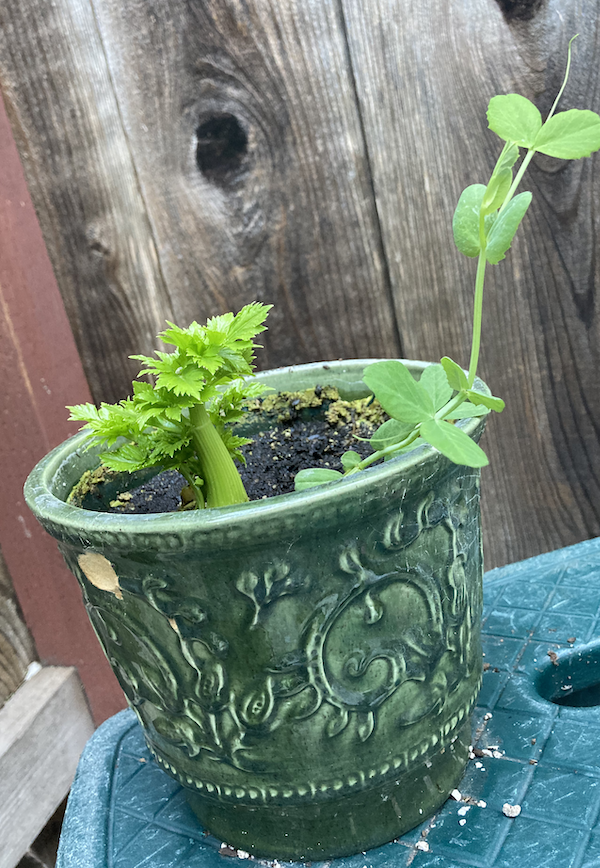 Celery Stalk growing in pot