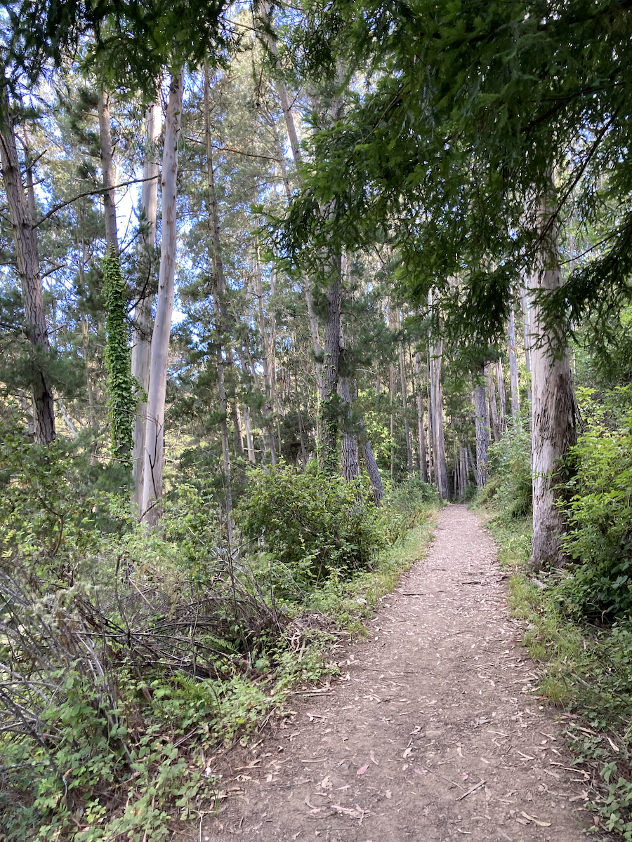Old Trout Farm Trail San Pedro Valley Park
