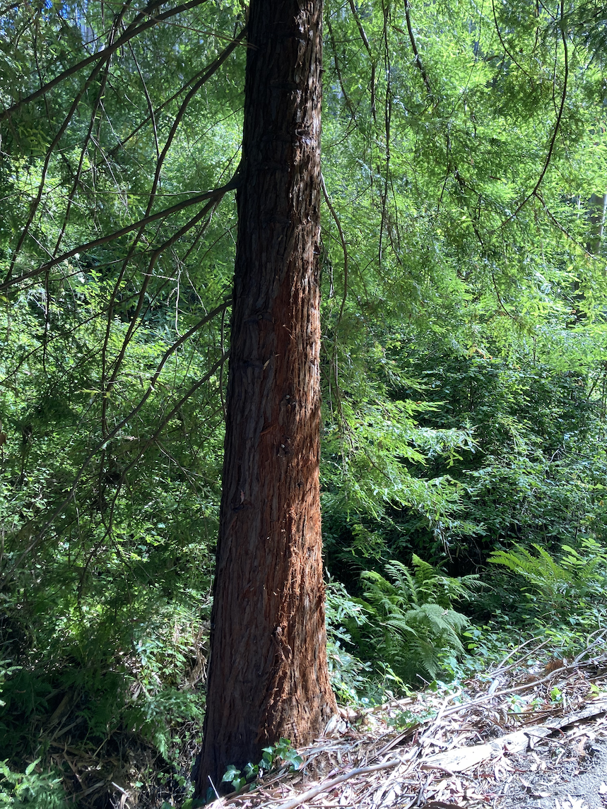 Redwood On Old Trout Farm Trail