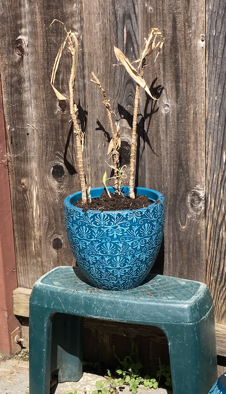 New pot for Dracaena Plant