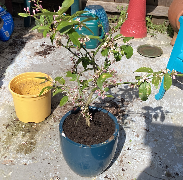Lemon Tree's old and new pots