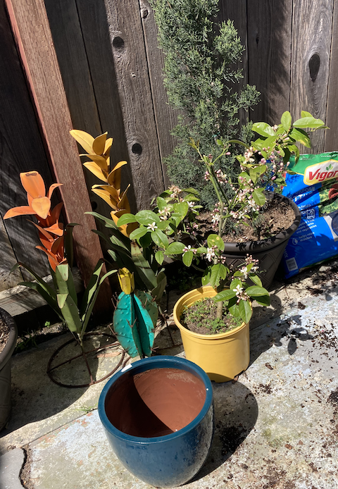 Cleaned Pot for Lemon Tree