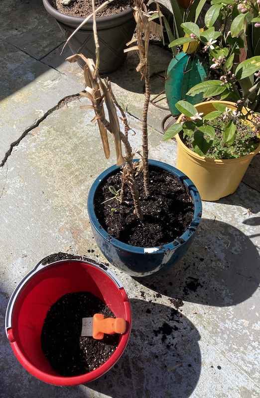 Soil from replanting the Dracaena with the Lemon Tree