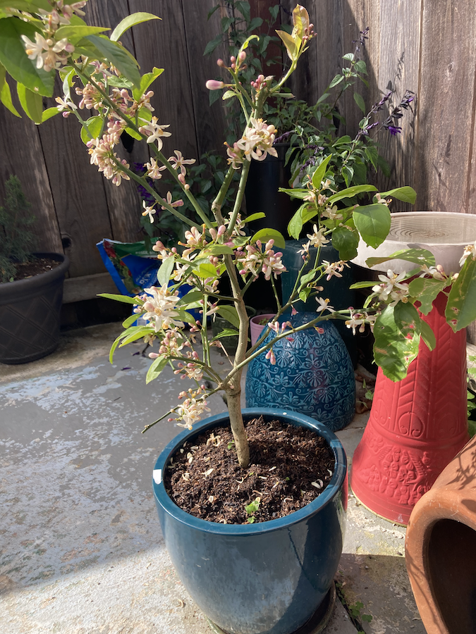 Lemon Tree