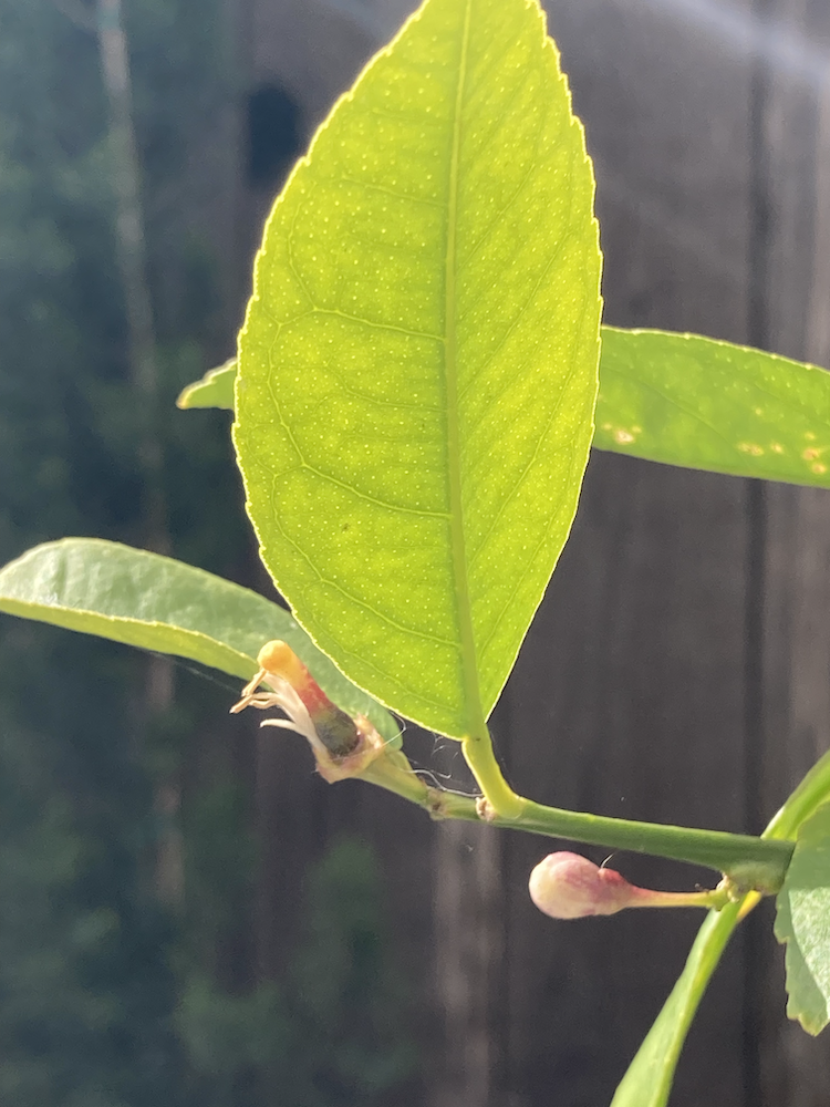 Fruit and flowers for Lemons