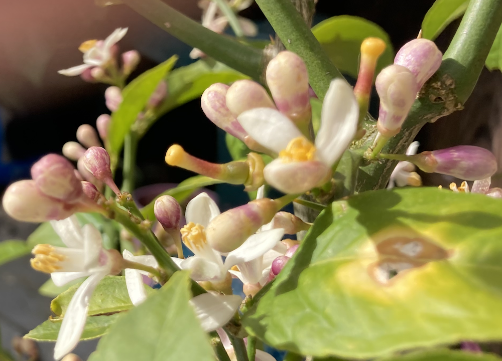 Detail of Lemon flowers with starting fruits