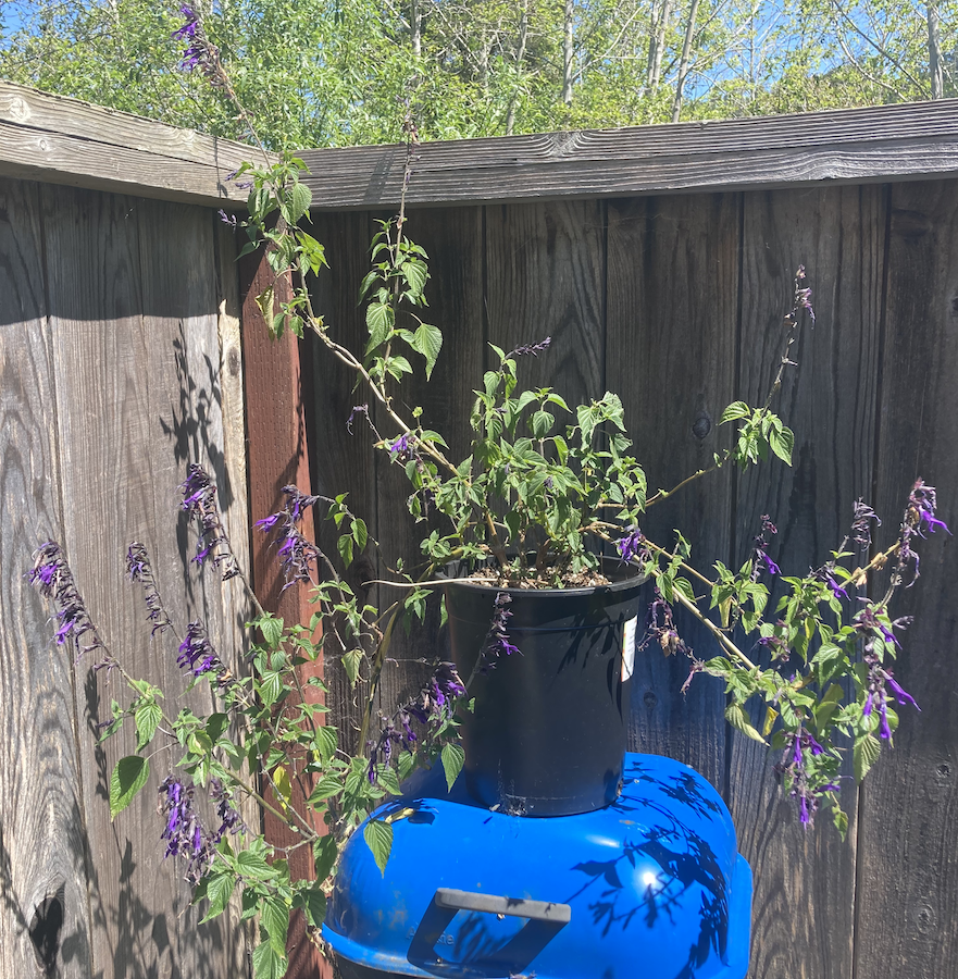 Salvia Amistad