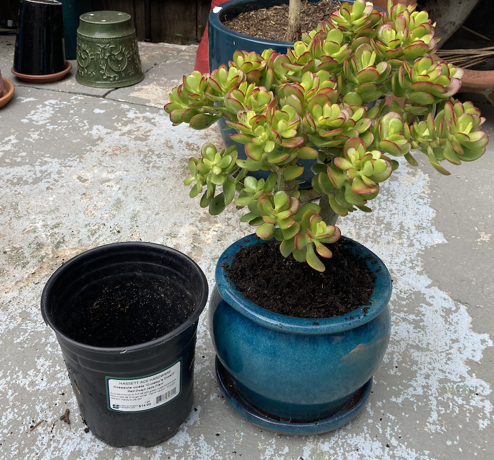 Red Dwarf new pot