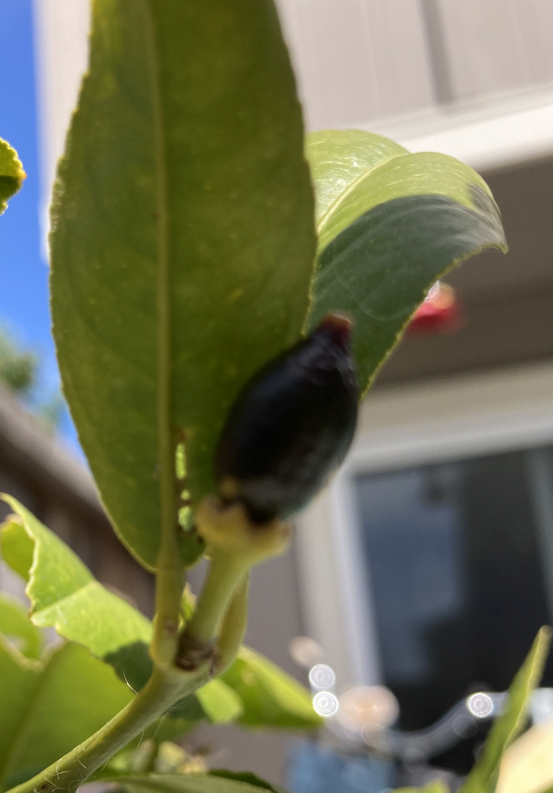 Blurry Lemons