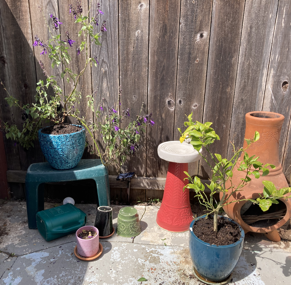 Salvia Amistad and Lemon Tree