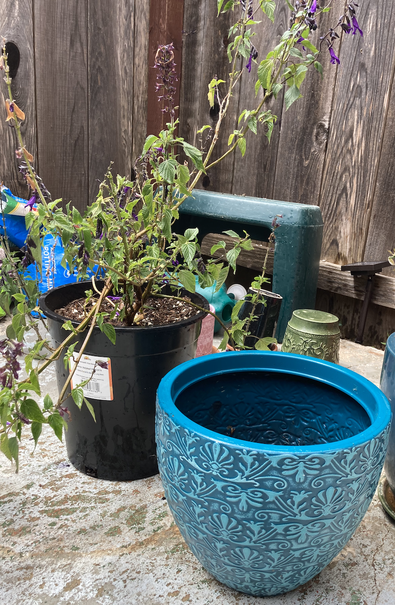 Salvia Amistad new pot