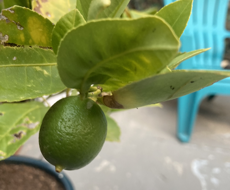 Lemon on lemon tree
