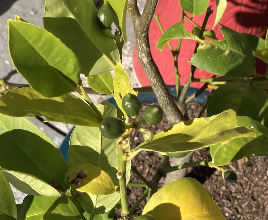 Unripe Lemon cluster