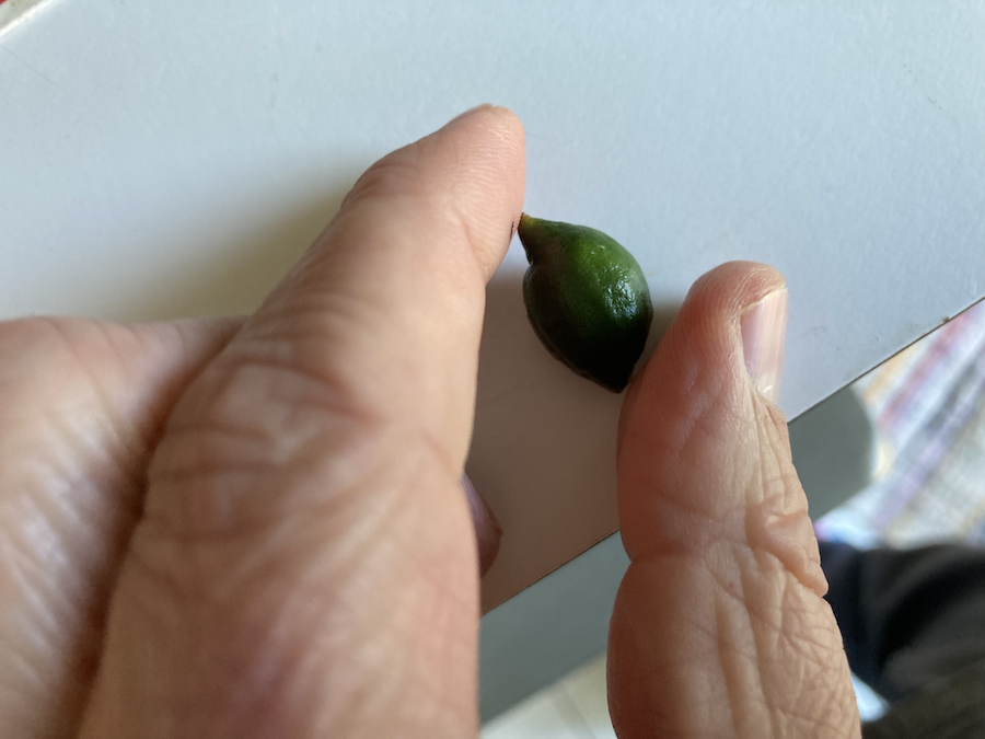 Tiny Lemon w/Fingers
