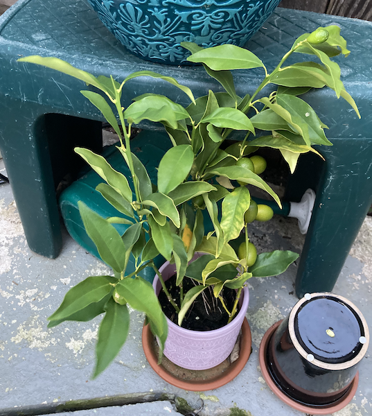 Kumquat Clippings in Pot
