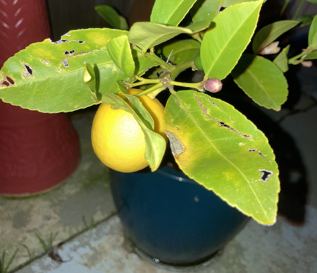 Lemon on tree