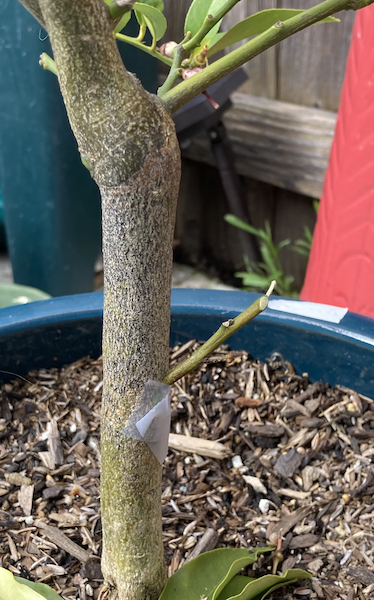 Kumquat graft on lemon tree
