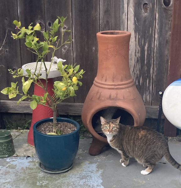 Lemon tree with Mexican Chimenea and Bridget the Cat
