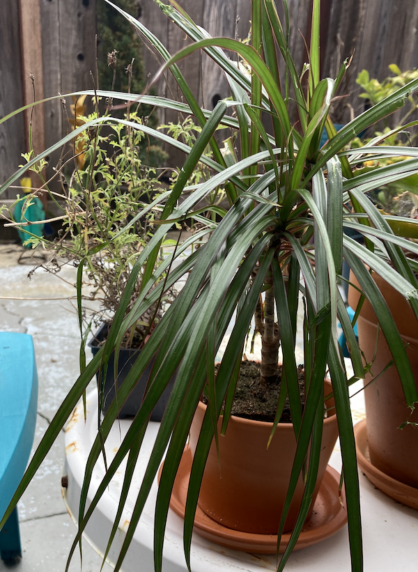 Ficus new pot