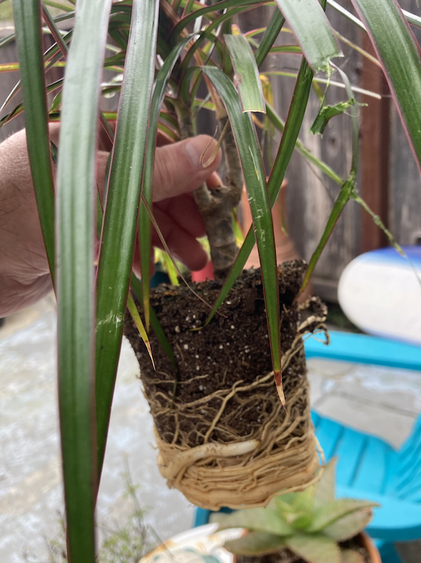 Root-bound Ficus