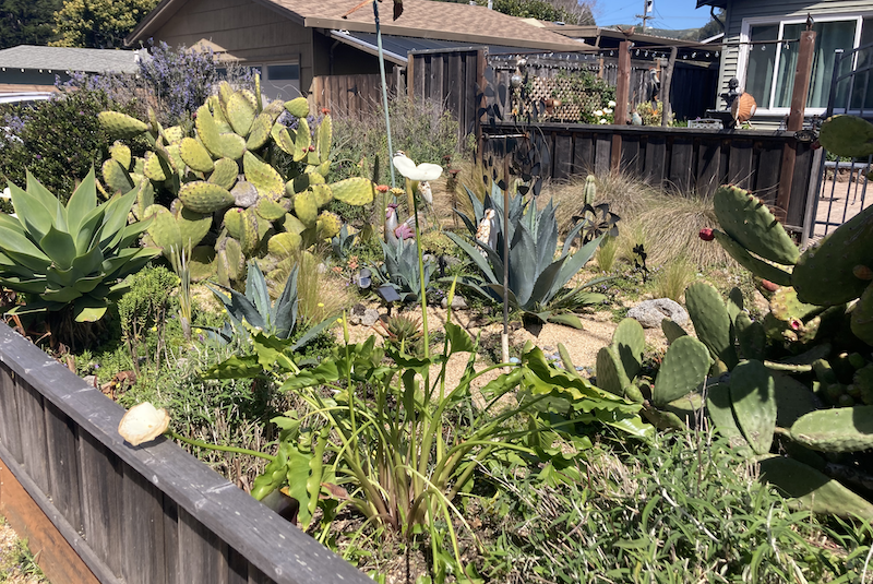 Cactus Garden